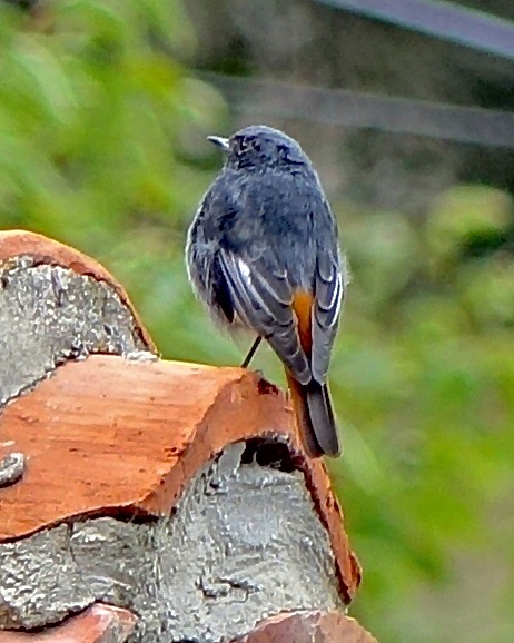 black redstart